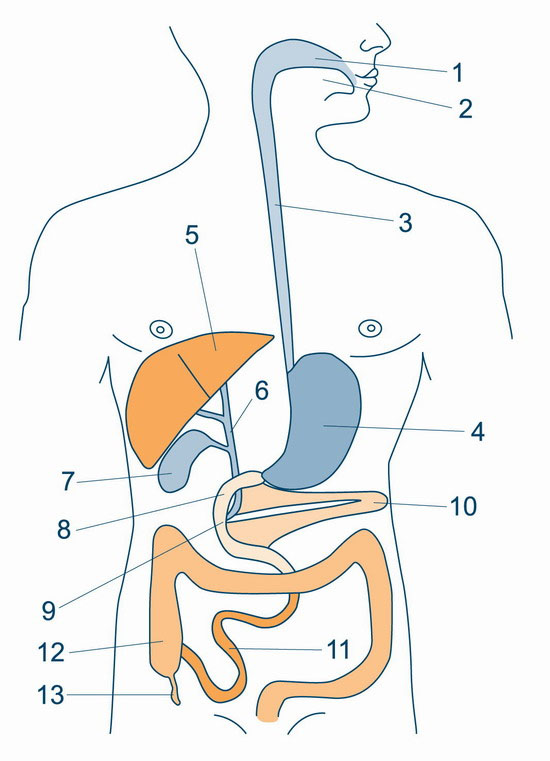 Schema des Verdauungssystems