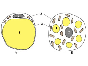 Клетки белой (А) и бурой (Б) жировой ткани